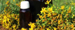 St. Johns Wort: Elevating Moods and Exorcizing Demons for 2000 Years