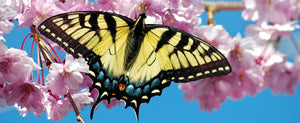 The Beauty that is The Swallowtail Butterfly