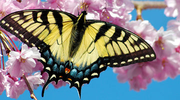 The Beauty that is The Swallowtail Butterfly