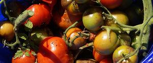 Preventing Tomato Diseases