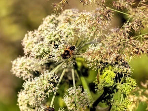 Growing Angelica Herbs from Seed Made Simple