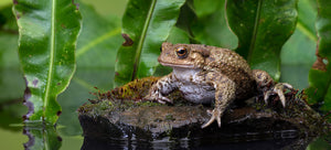 common toad on mossy rock