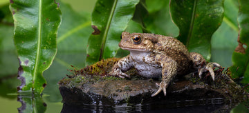 common toad on mossy rock