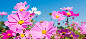 Growing cosmos from seed