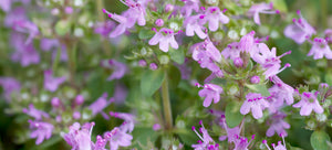 Growing creeping thyme from seed