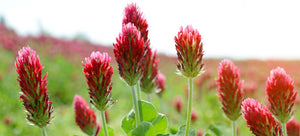 crimson clover flowers