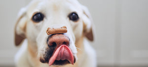 dog balancing treat on nose