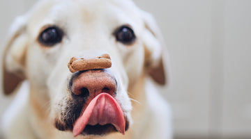 dog balancing treat on nose