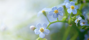 Growing forget-me-not from seed