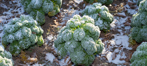 frosted kale garden