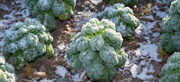 frosted kale garden