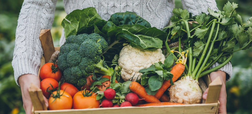 Our Tips for Planting a Late-Season Veggie Garden