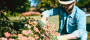 gardener trimming zinnias