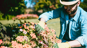 gardener trimming zinnias