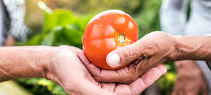 gardners trading vegetables at community garden