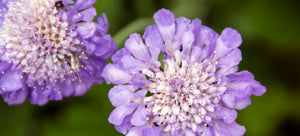 Pincushion Plants: Surviving Sadistic Botanical Nomenclature