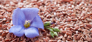 growing flax from seed