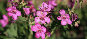 growing geraniums from seed