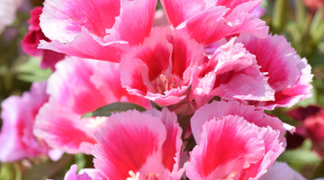 growing godetia from seed