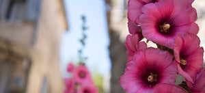 Here Today, Gone to Maui: Growing Hollyhocks for Cool Weather Tropical Charm