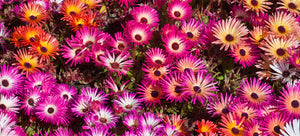 growing ice plant from seed