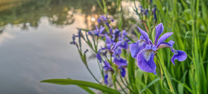 growing iris from seed