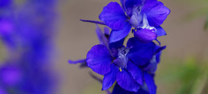 growing Larkspur from seed
