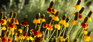 growing Mexican hat from seed