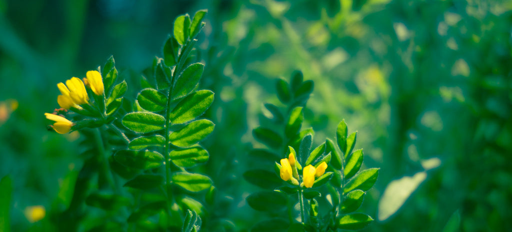 Not-So-Floppy-Headed Canadian Milkvetch