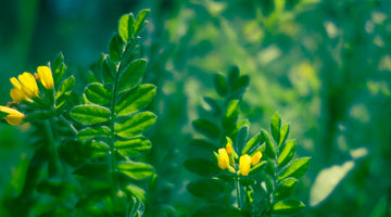 growing vetch from seed
