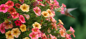 growing petunias from seed