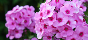 growing phlox from seed