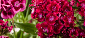 growing pinks from seed