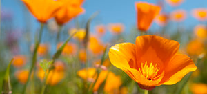 growing poppies from seed