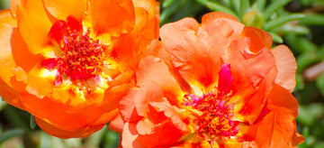 The Lowdown on Portulaca: Growing Moss Rose from Seed