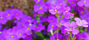 growing rock cress from seed