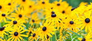 growing rudbeckia from seed