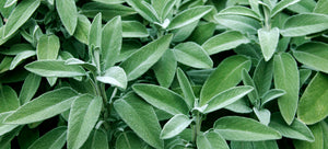 growing salvia from seed