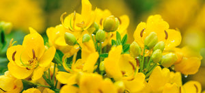 growing senna from seed