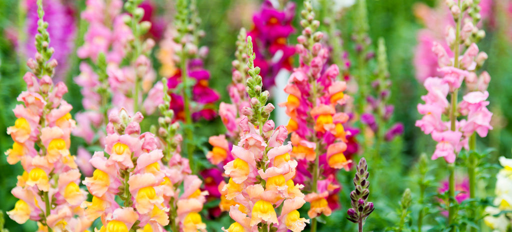 Here Be Snapdragons!