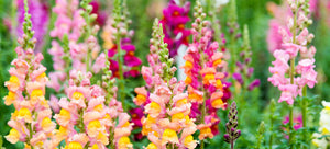 growing snapdragons from seed