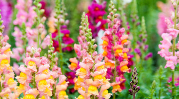 growing snapdragons from seed