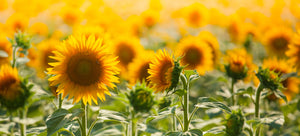 growing sunflowers from seed