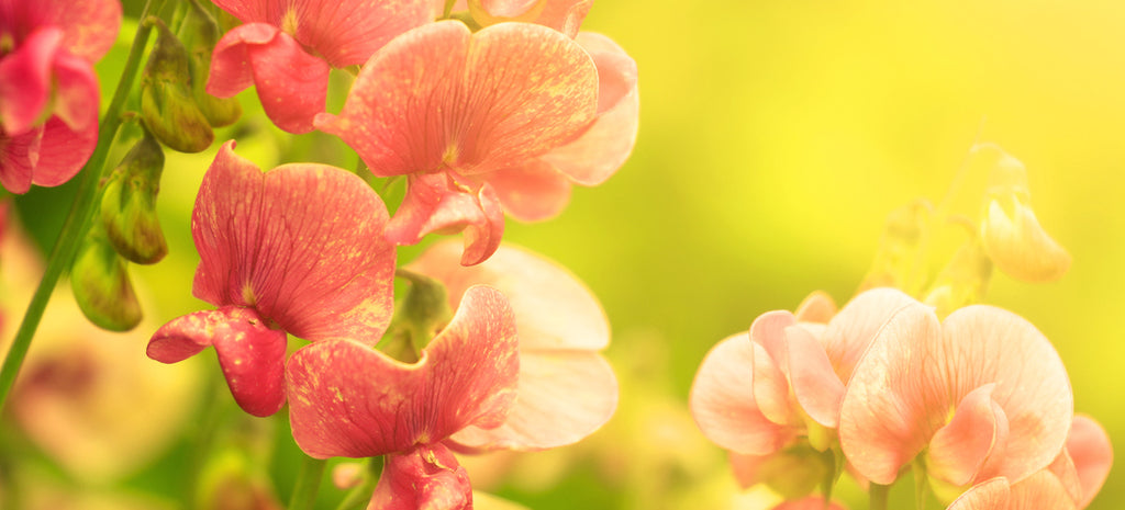 The Darlings of the Garden: Growing Sweet Peas from Seed