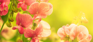 growing sweet peas from seed