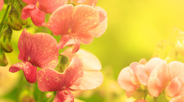 growing sweet peas from seed