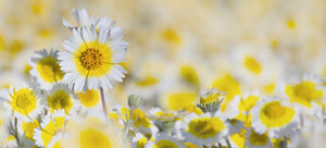 growing tidy tips from seed