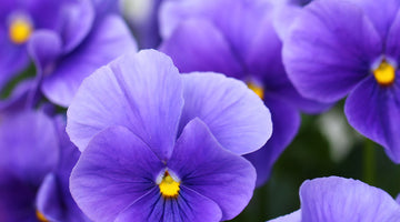 growing violas from seed