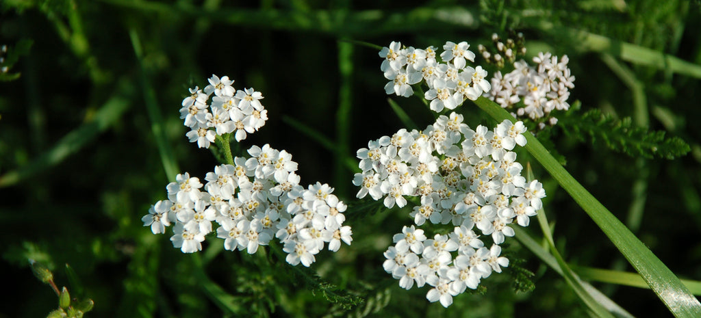 Yarrow: An All-Around Plant for the Lay-Around Gardener