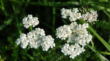 growing yarrow from seed